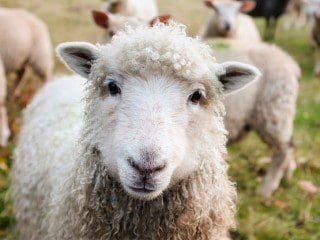 Sheep Posts 1